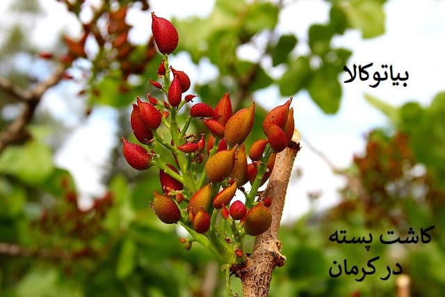 کاتش درخت پسته برای صادرات در کرمان